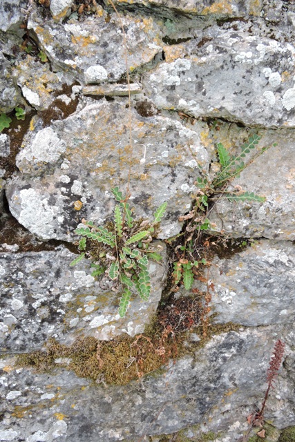 Ferns in the wall